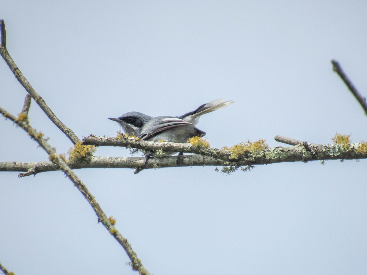 Masked Gnatcatcher - ML616170778