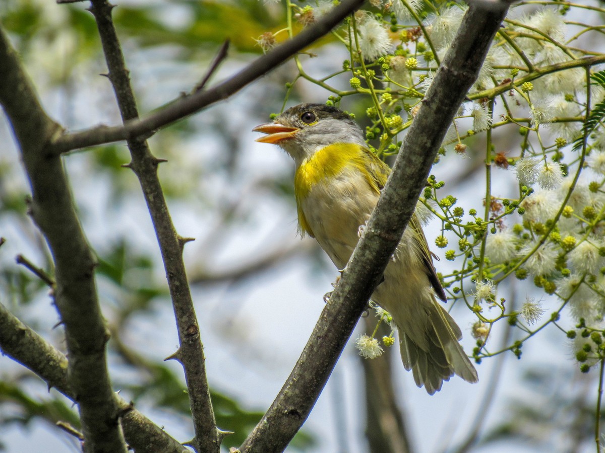 Green-backed Becard - ML616170785