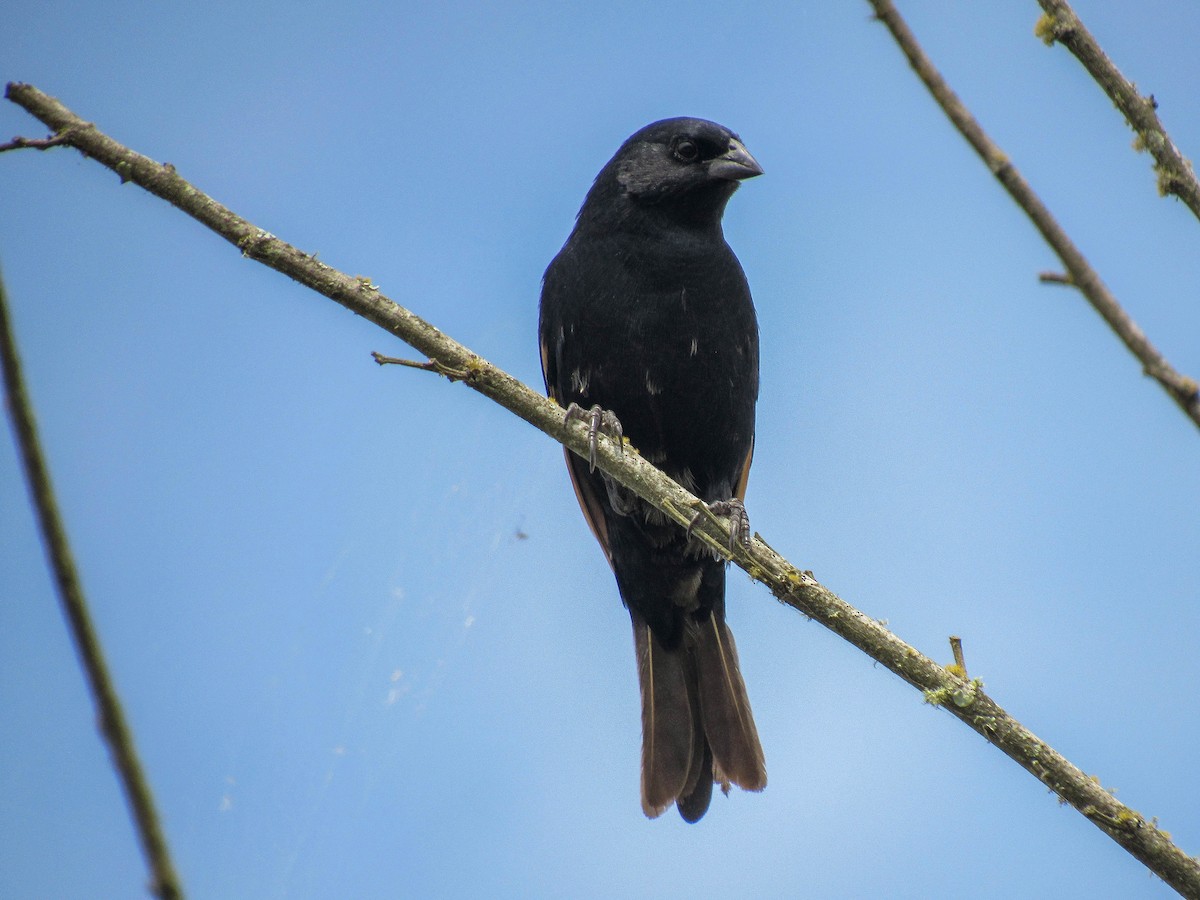 Screaming Cowbird - ML616170795