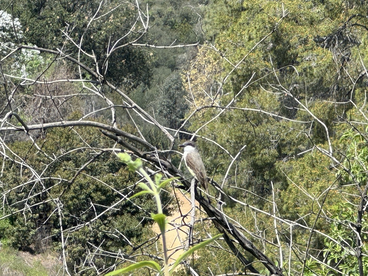 Thick-billed Kingbird - Michael Auda