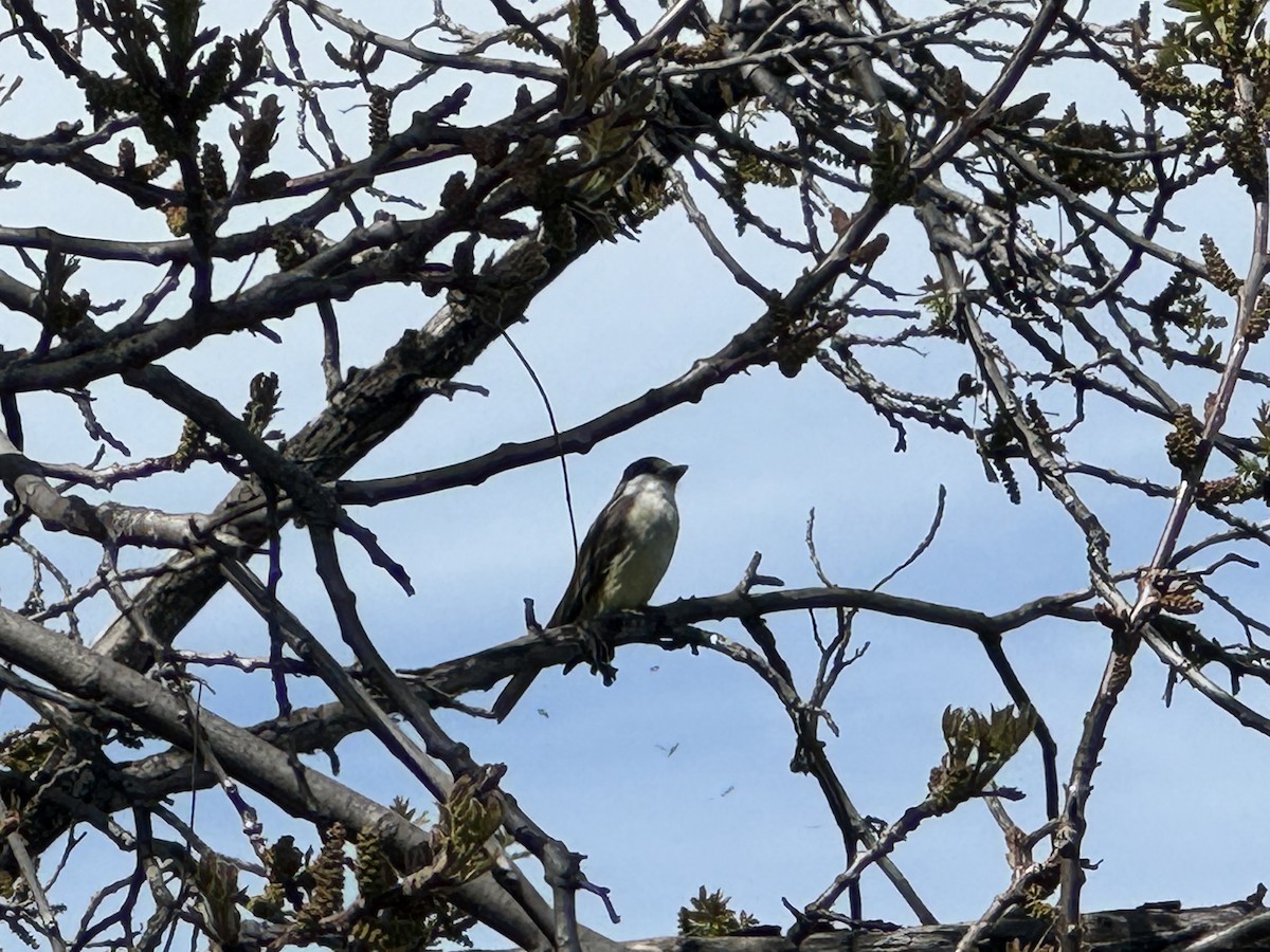 Thick-billed Kingbird - Michael Auda