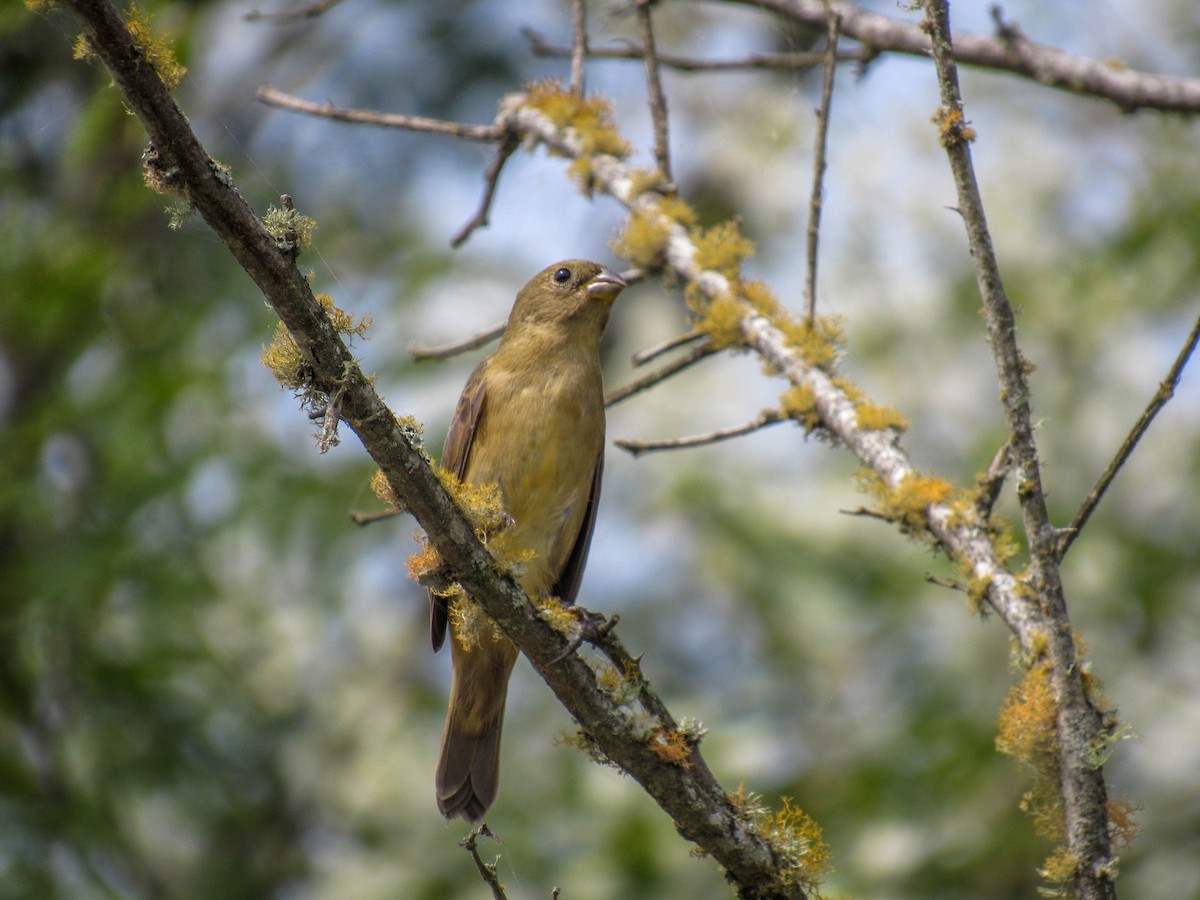 Double-collared Seedeater - ML616170805