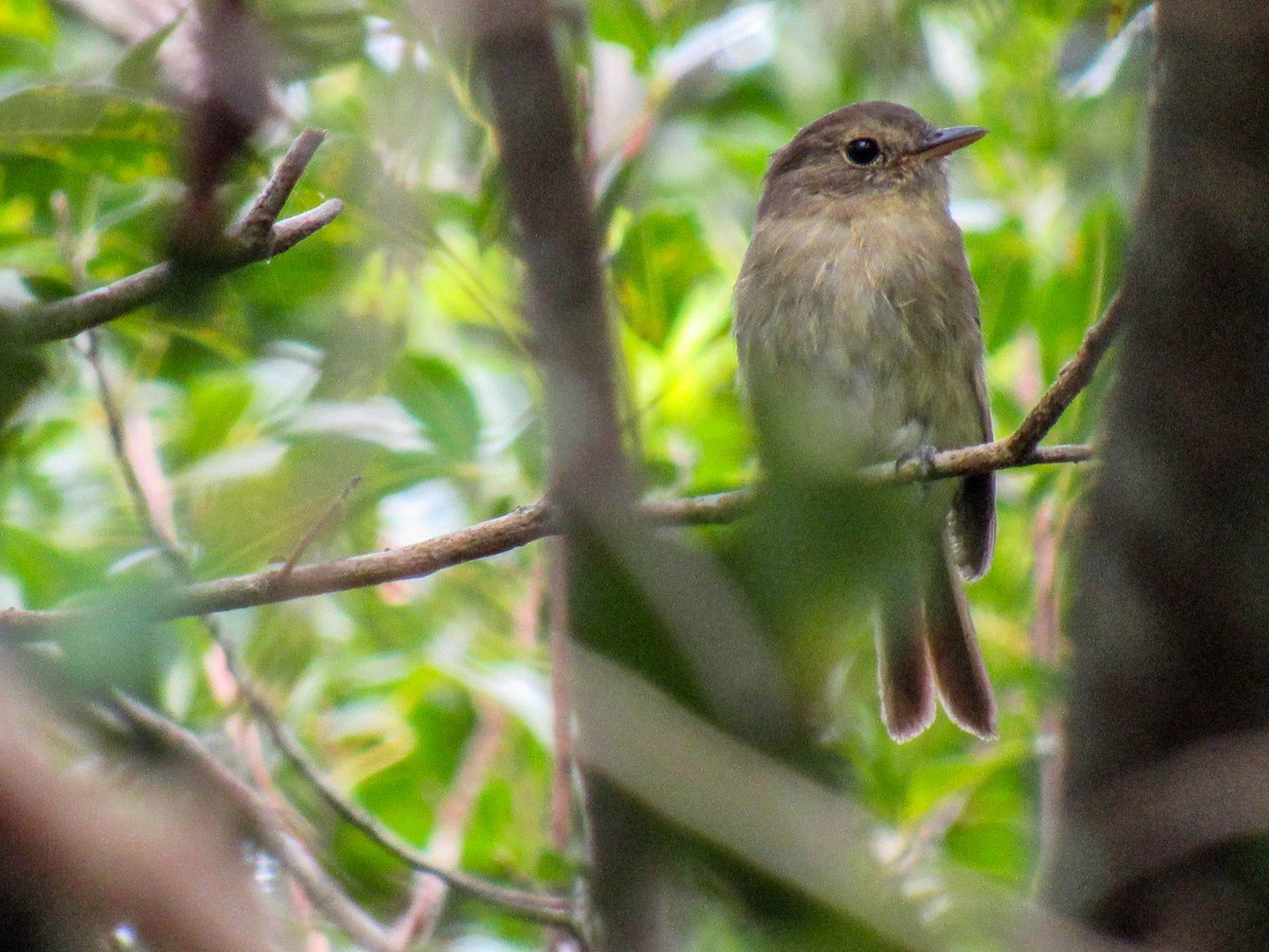 Euler's Flycatcher - ML616170808