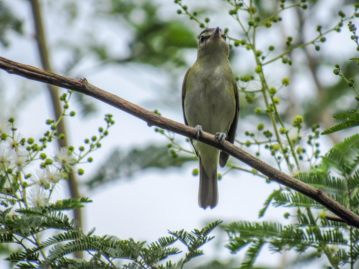 Chivi Vireo - ML616170814