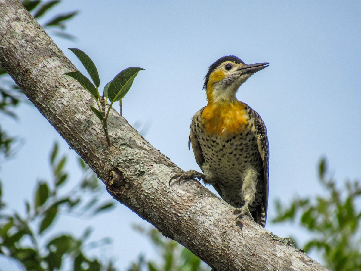 Campo Flicker - ML616170821