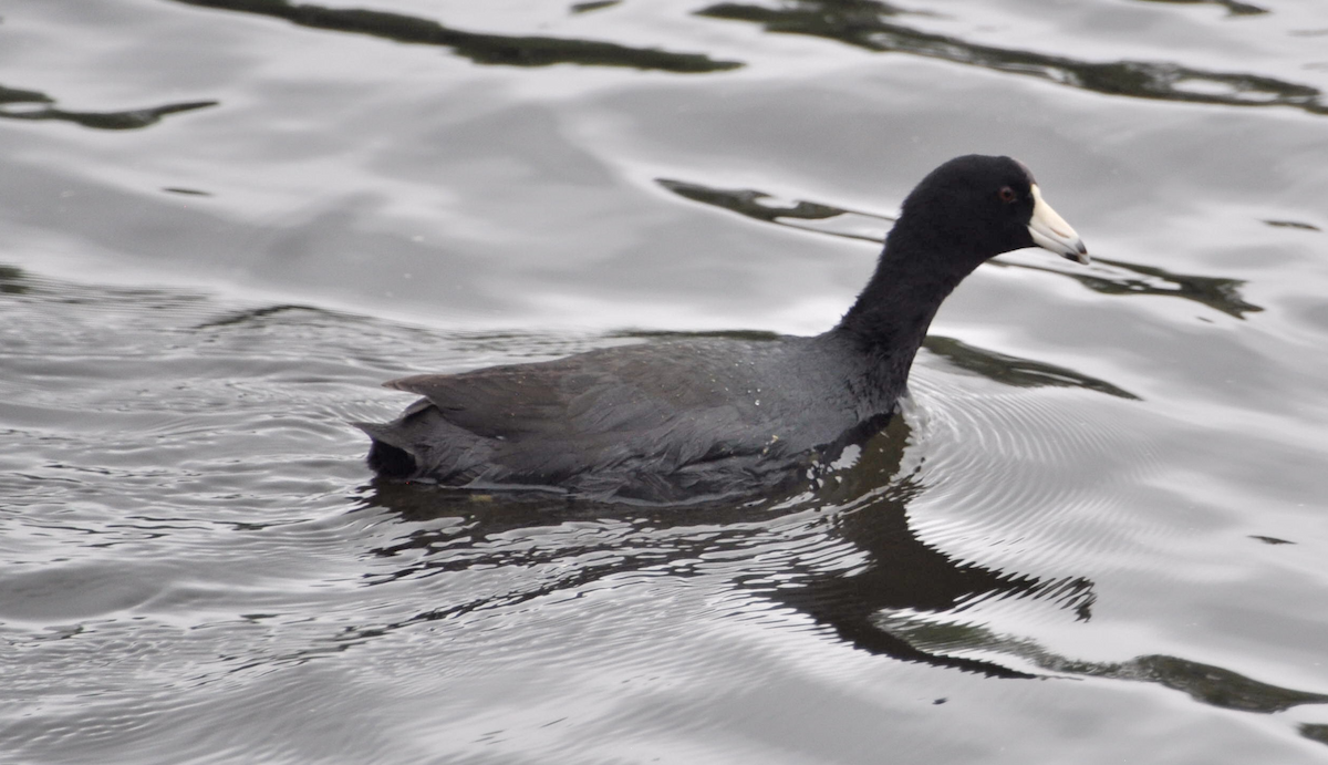 American Coot - Ramesh Paramkusham