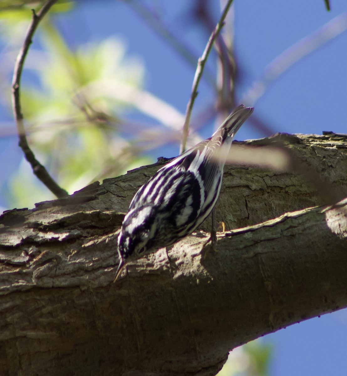 Black-and-white Warbler - Caitlin Eldridge