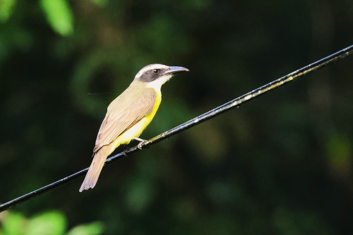 Boat-billed Flycatcher - Jim Edsall