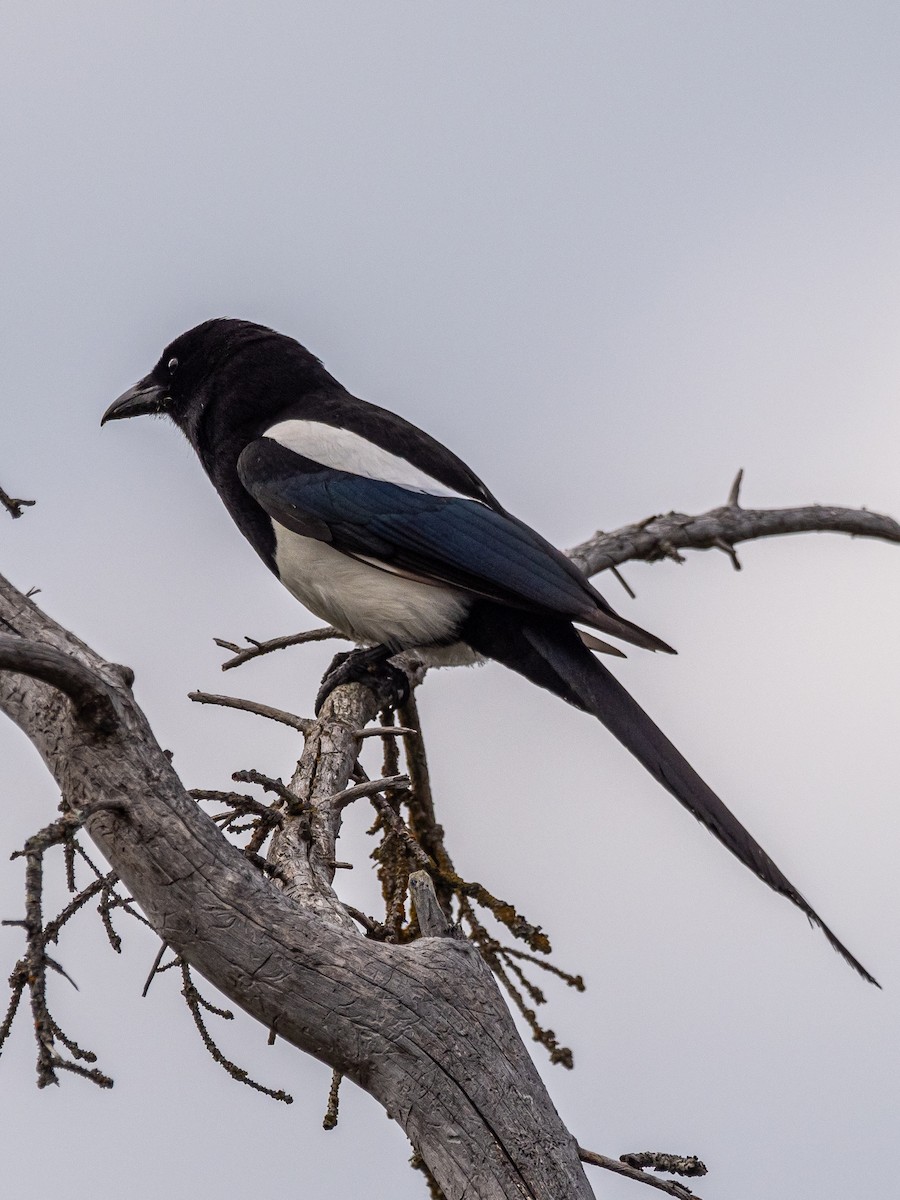 Black-billed Magpie - ML616170837