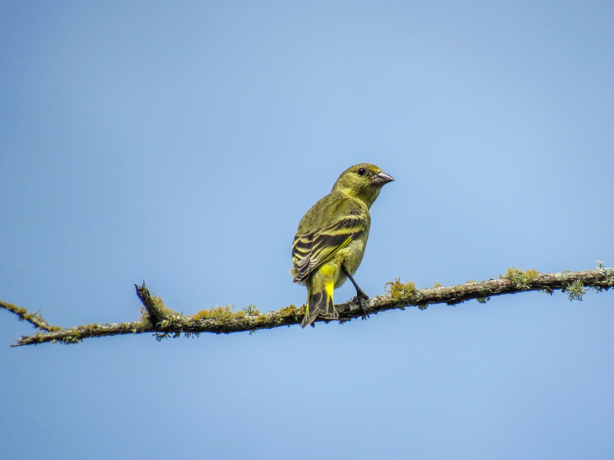 Hooded Siskin - ML616170839