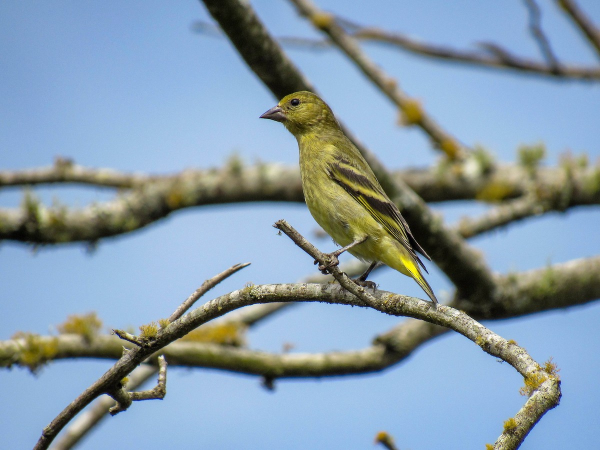 Hooded Siskin - ML616170843