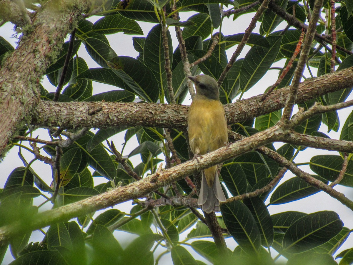 Blue-and-yellow Tanager - ML616170861