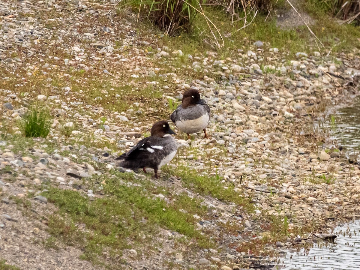 Common Goldeneye - ML616170881