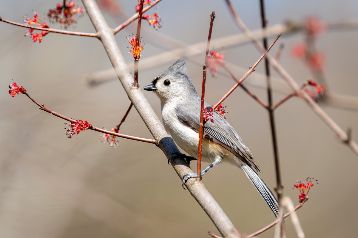 Tufted Titmouse - Brian Fleming