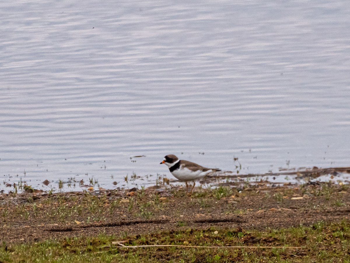 Semipalmated Plover - ML616170895