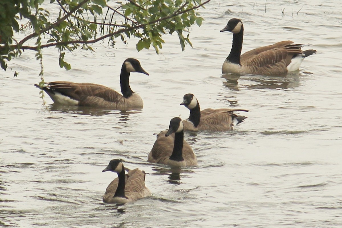 Canada Goose - Mira Milovanović