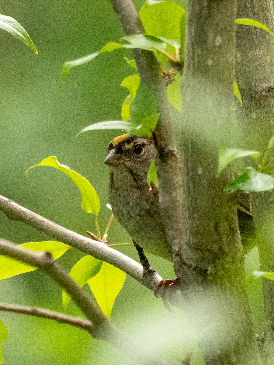 Golden-crowned Sparrow - ML616170949