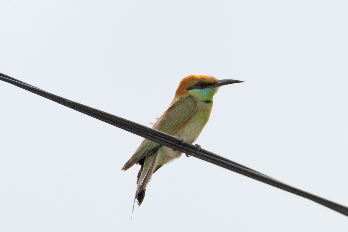 Asian Green Bee-eater - ML616170967