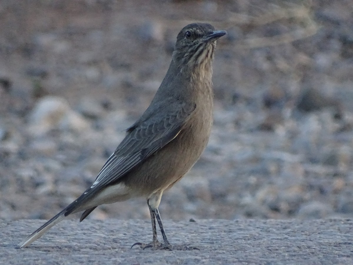 Black-billed Shrike-Tyrant - ML616170980