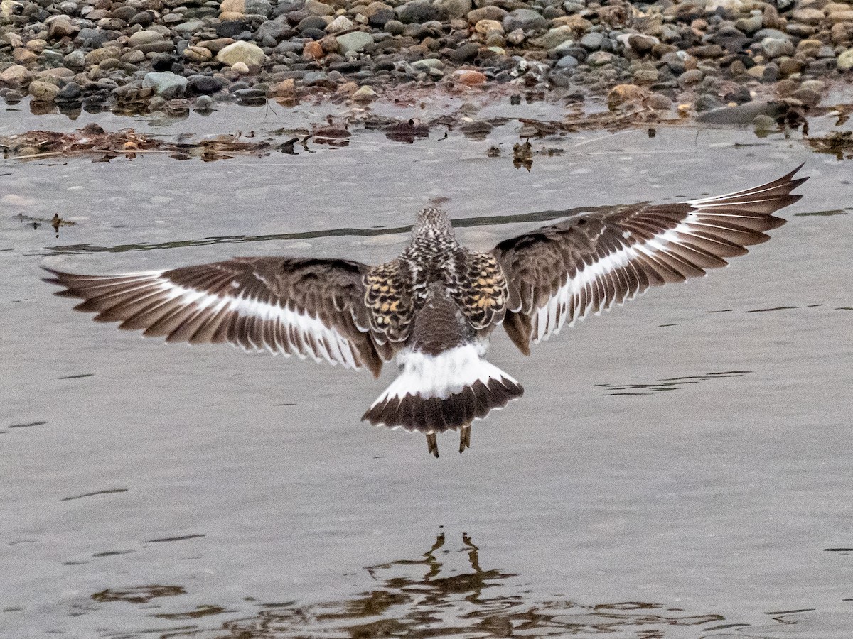 Surfbird - ML616170984