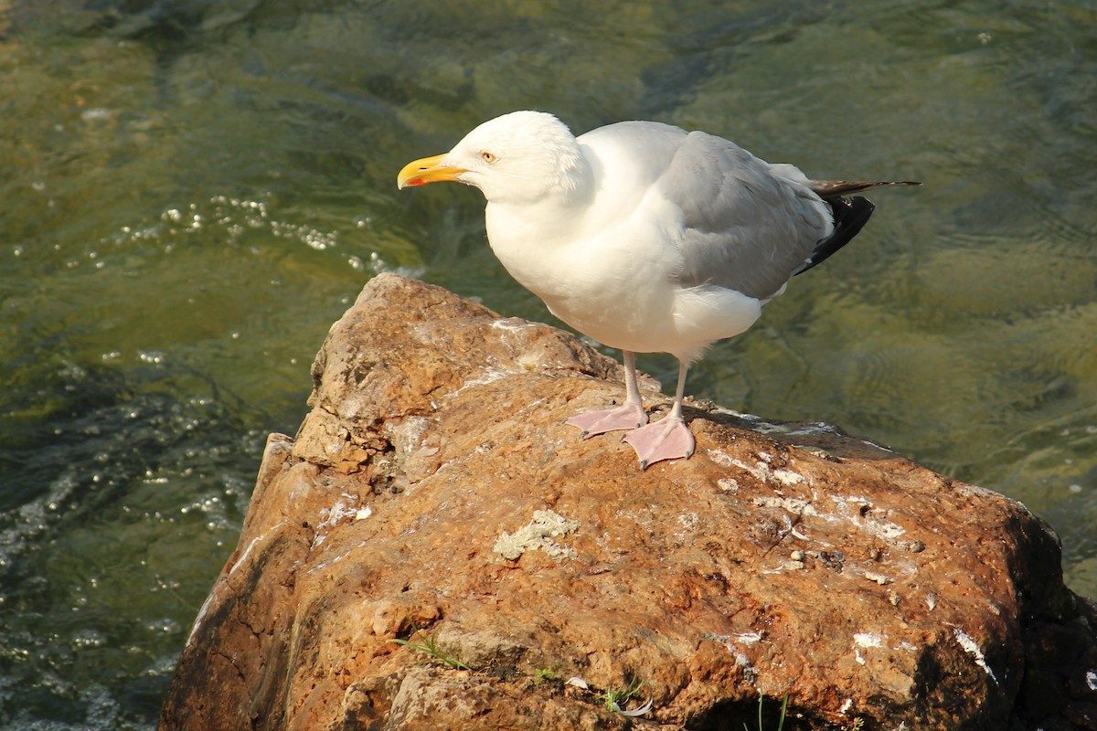 Gaviota Argéntea - ML616170986