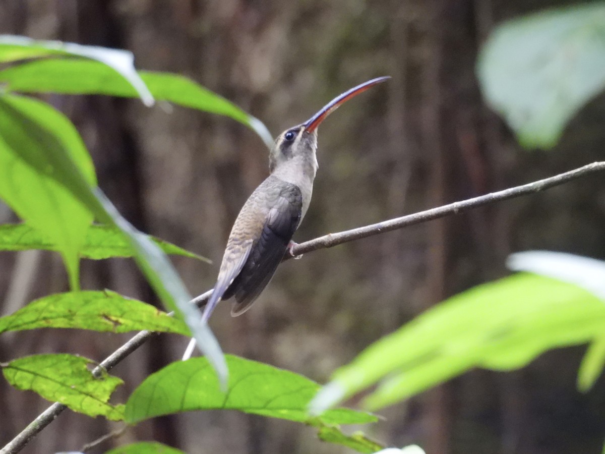 Great-billed Hermit - ML616171019