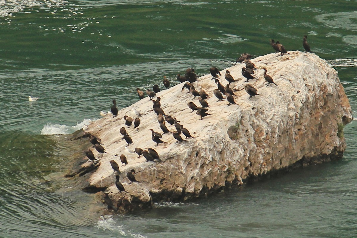 Double-crested Cormorant - Mira Milovanović