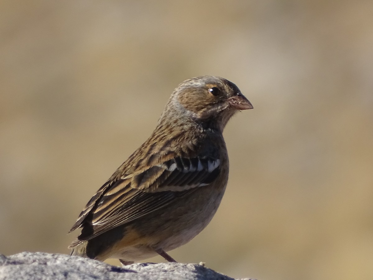 Mourning Sierra Finch - ML616171095