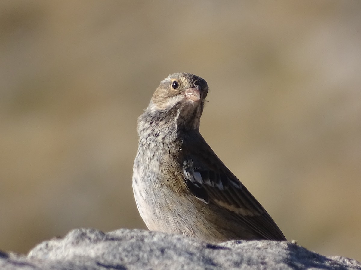 Mourning Sierra Finch - ML616171098