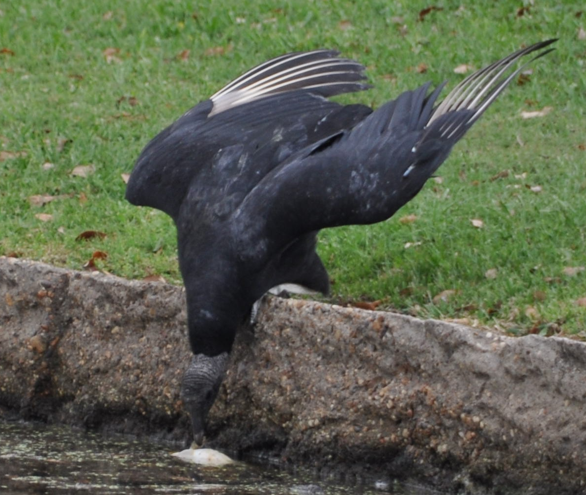 Black Vulture - ML616171122