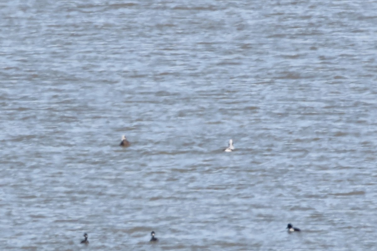 Long-tailed Duck - Jack Bechtel