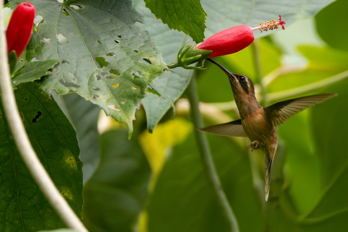 Пестрогорлый колибри-отшельник - ML616171149