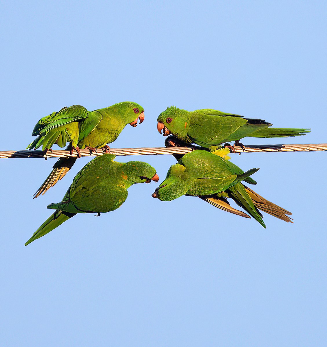 Green Parakeet - ML616171171