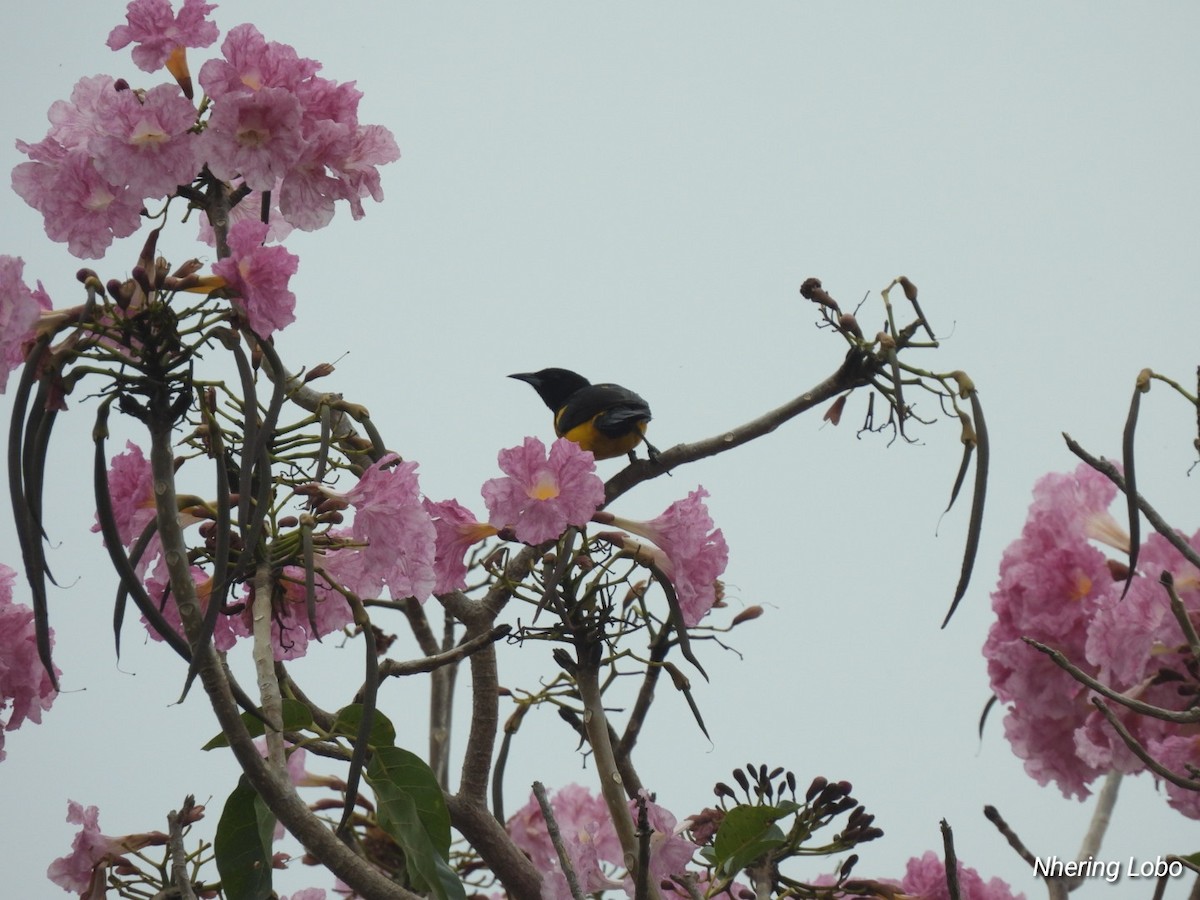 Black-vented Oriole - Nhering Daniel Ortiz Lobo