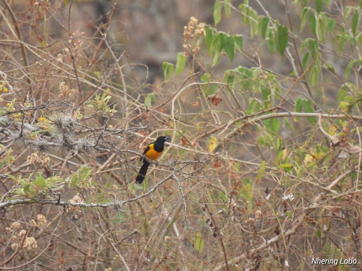 Black-vented Oriole - Nhering Daniel Ortiz Lobo