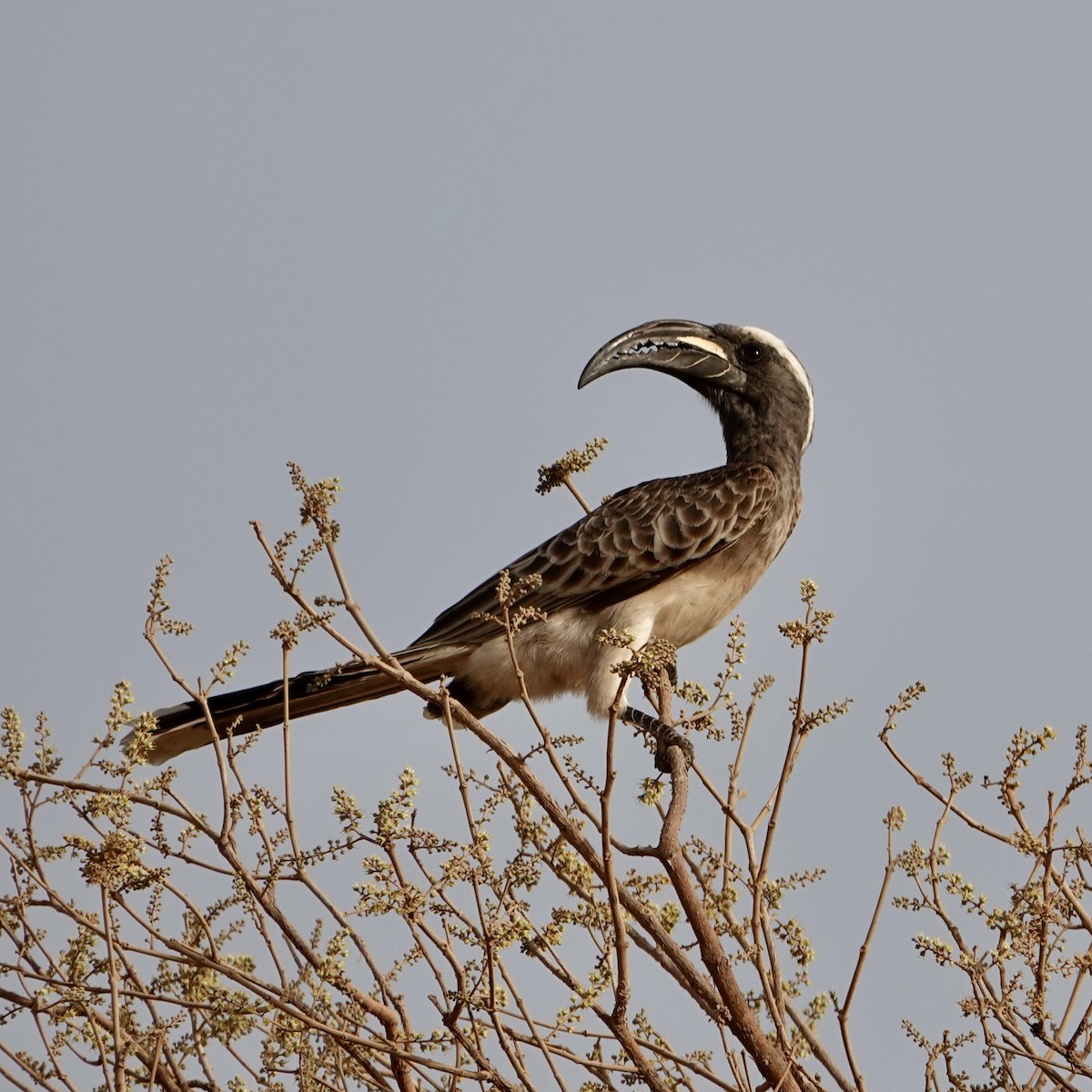 African Gray Hornbill - ML616171205
