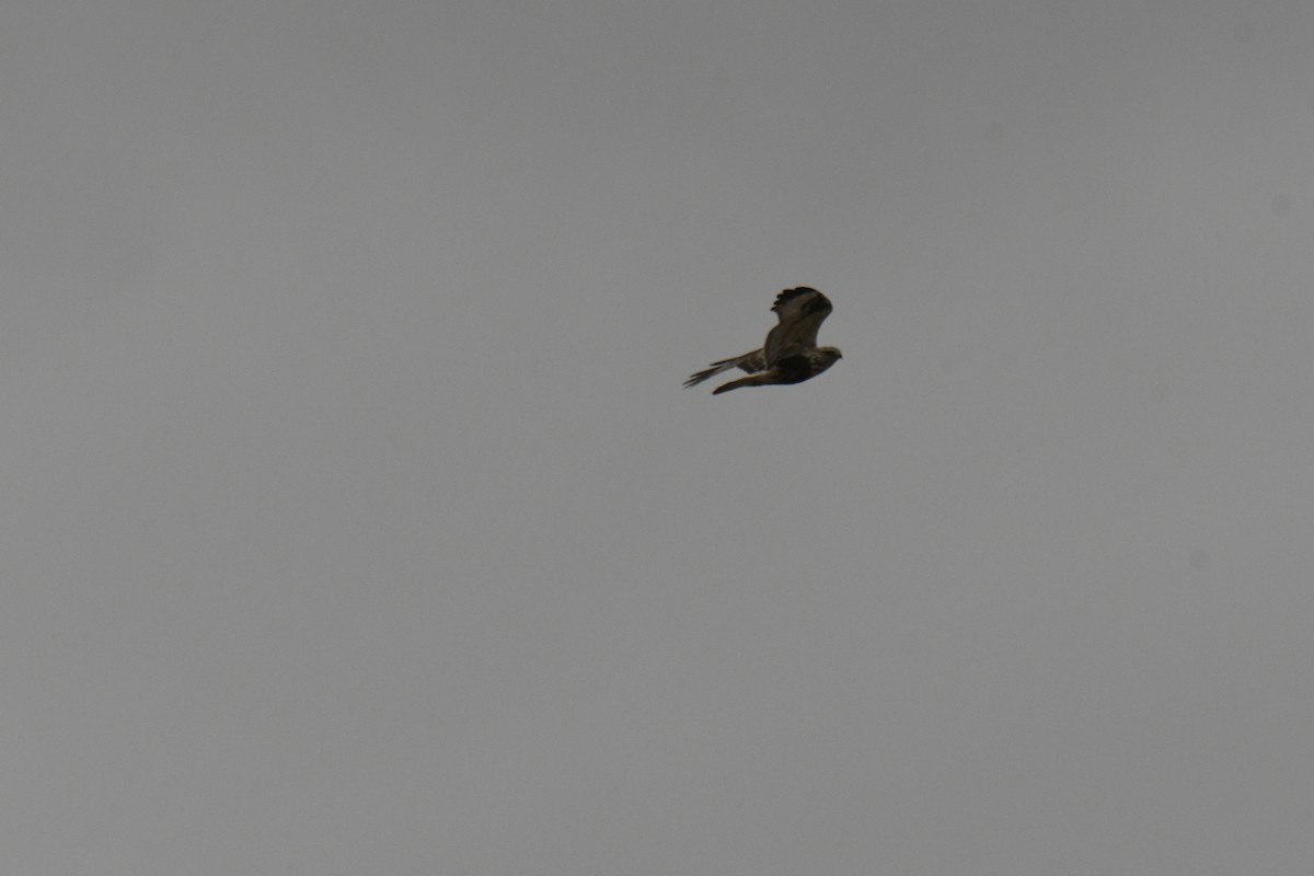 Rough-legged Hawk - ML616171231