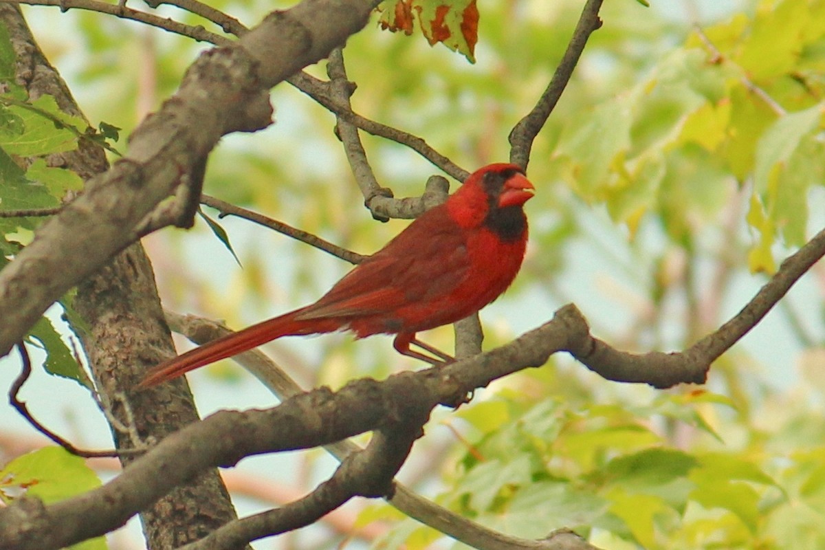 Cardinal rouge - ML616171246