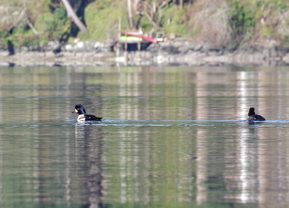 Barrow's Goldeneye - ML616171364