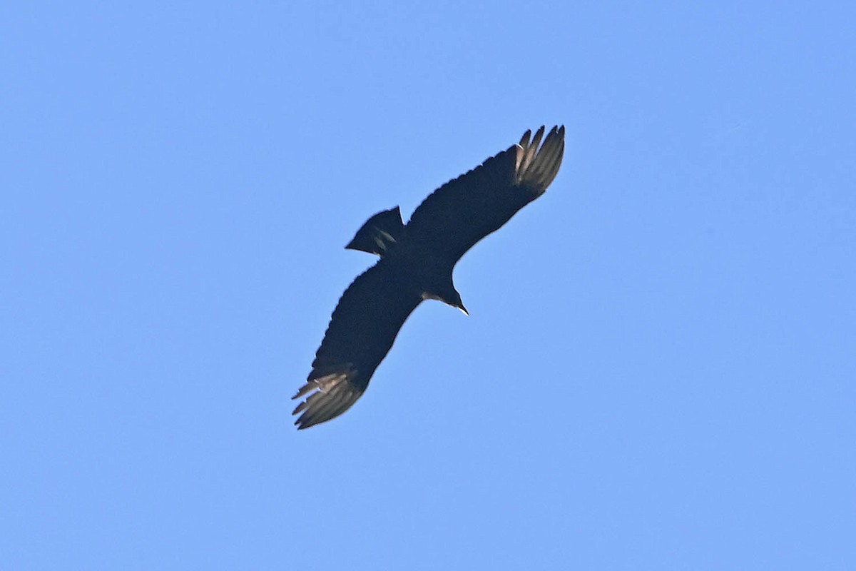 Black Vulture - ML616171378
