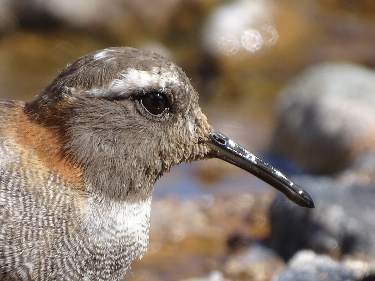 Diademed Sandpiper-Plover - ML616171403