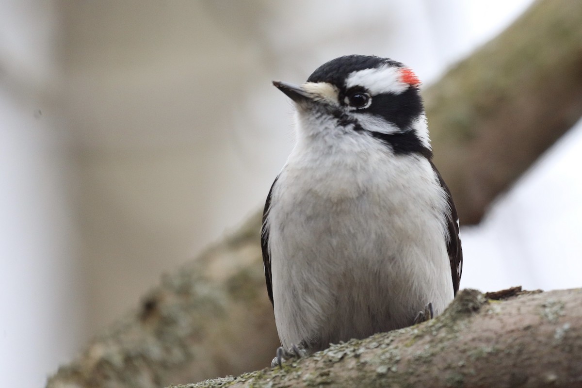 Downy Woodpecker - ML616171434