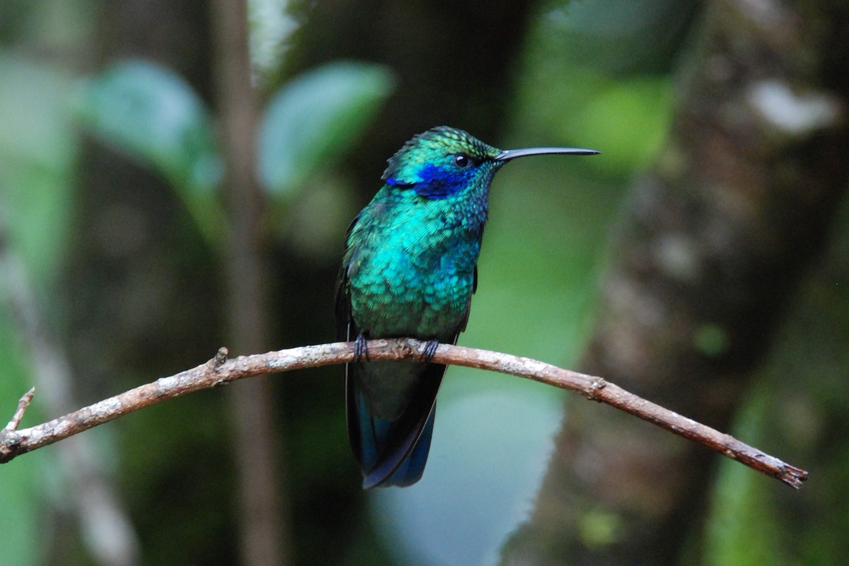 kolibřík modrouchý - ML616171438