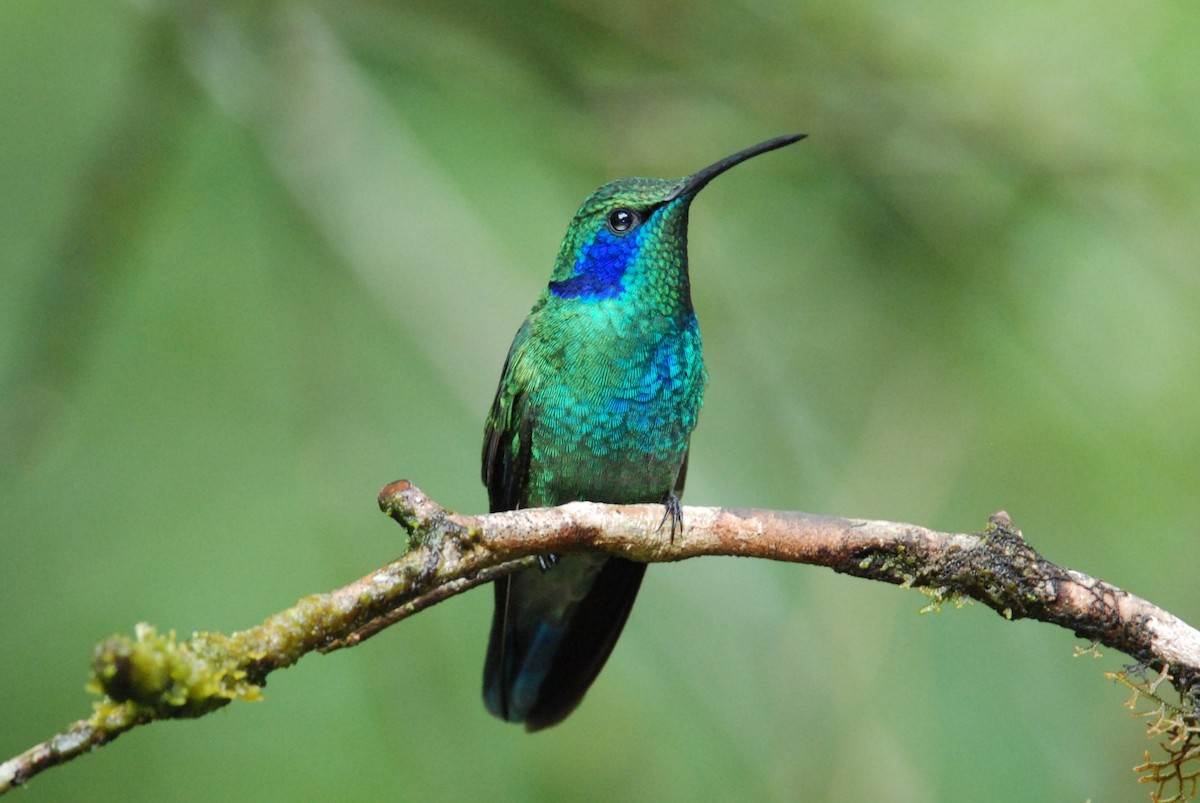 kolibřík modrouchý - ML616171439
