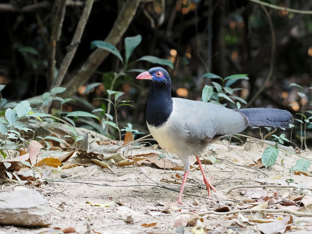 Coral-billed Ground-Cuckoo - ML616171452