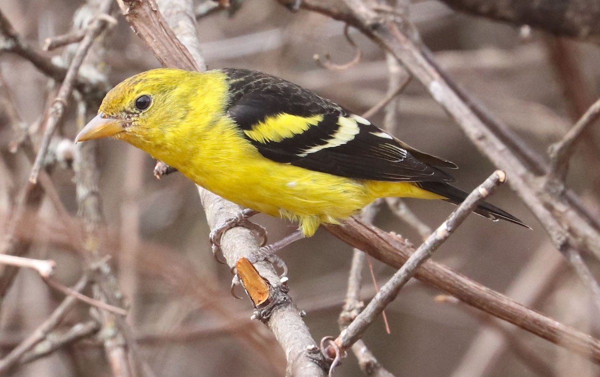 Western Tanager - ML616171501