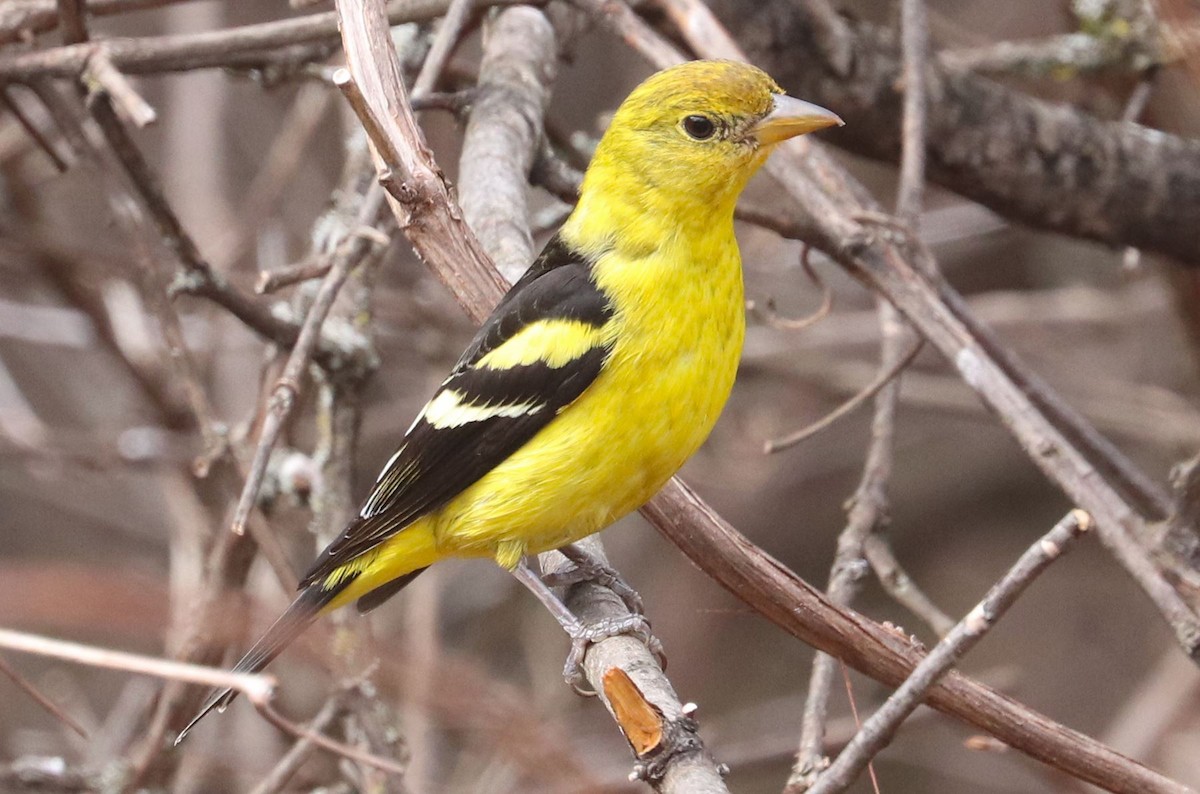 Western Tanager - ML616171510