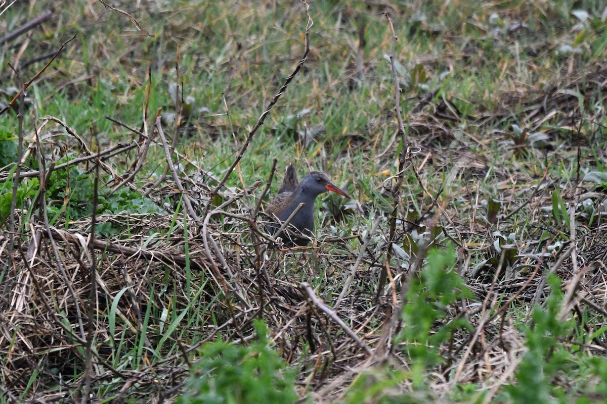 Water Rail - David Kelly