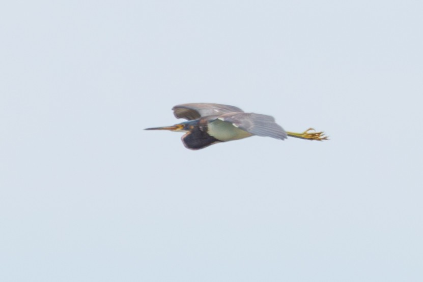 Tricolored Heron - ML616171543