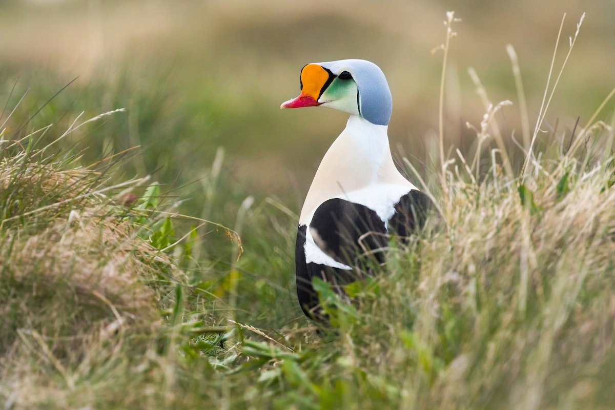 King Eider - ML616171558